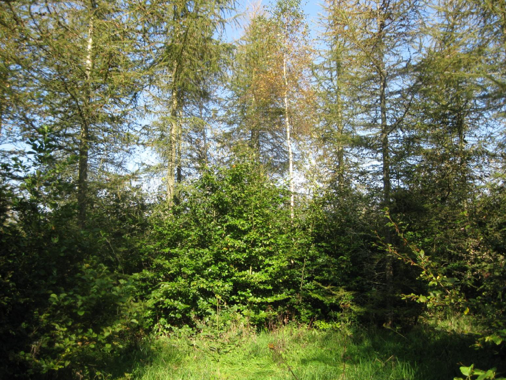 1555793_0007.png