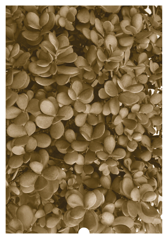 1809962_0182.png